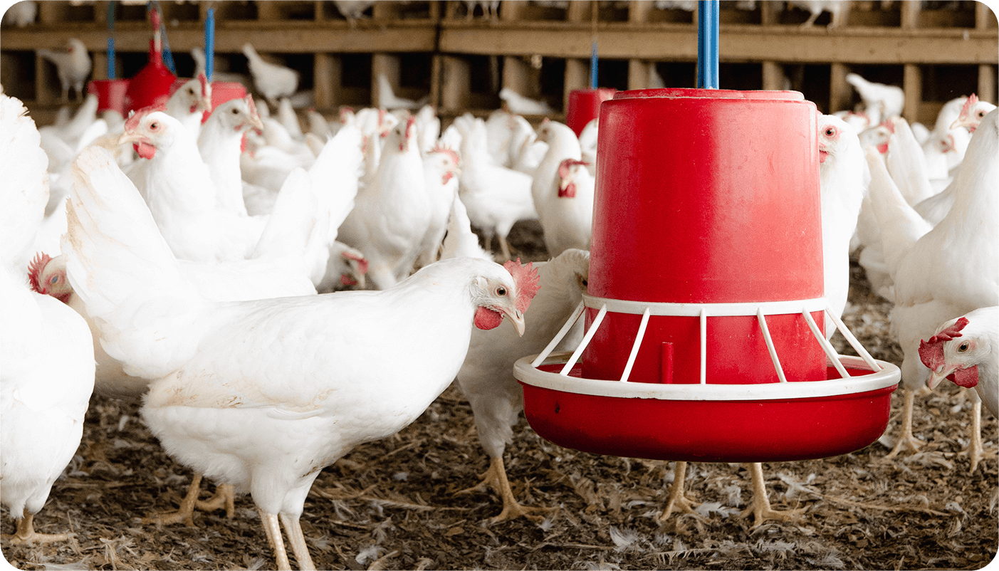 White hens at A2 Agro Allied