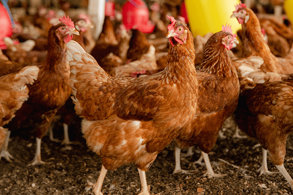 A2 Farms - Broiler and Layer Egg Farming