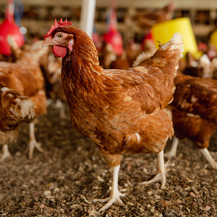 A2 Farms - Broiler and Layer Egg Production Facility